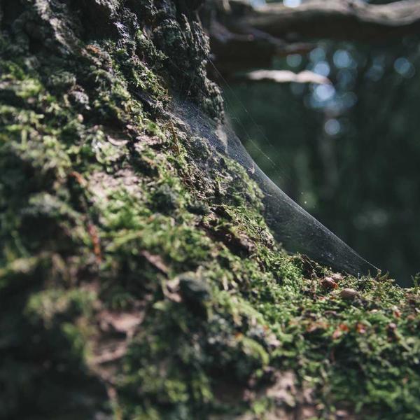 En Arı Ve Doğal Temizlik Sırrı.